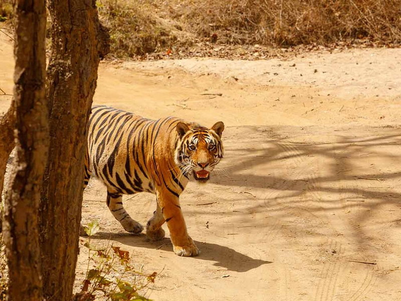 The Bagh - A Forest Retreat Kanha, Baihar, India