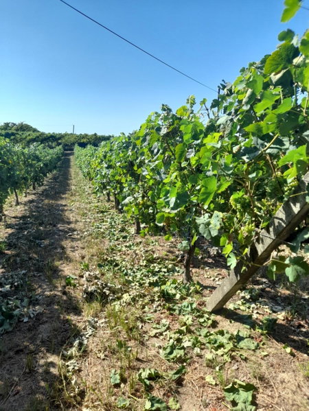 Quinta do silva, Celorico de Basto, Portugal