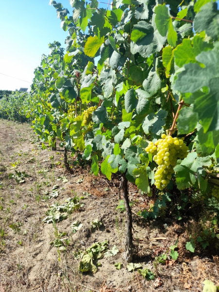 Quinta do silva, Celorico de Basto, Portugal