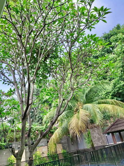 House for rent in Semarang, Indonesia · 4 rooms, 3 baths