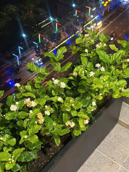 Apartment for rent in Hanoi, Vietnam · Filmore apartment building · 2 rooms, 1 bath