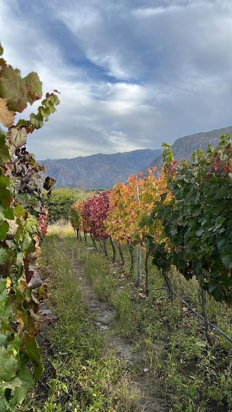 Piattelli Wine Resort, Cafayate, Argentina