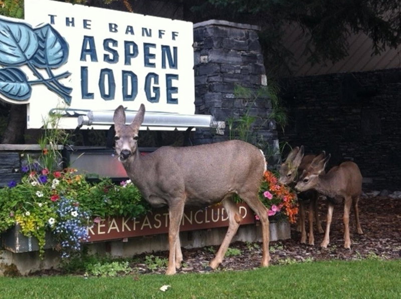 Banff Aspen Lodge, Banff, Canadá