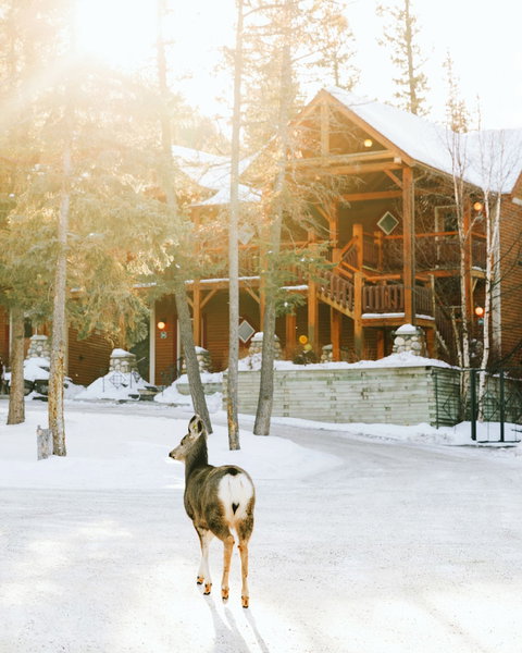 Buffalo Mountain Lodge, Banff, Canadá