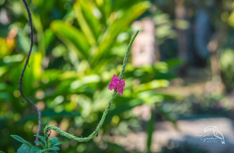 Tropical Garden Hotel, Jacó, Costa Rica