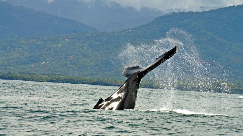 Cristal Ballena Boutique Hotel & Spa, Ballena, Costa Rica