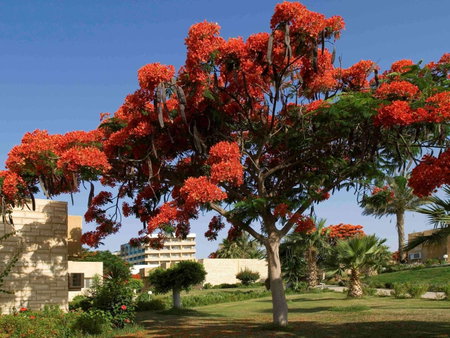 Mercure Ismailia Forsan Island, Ismailia, Egypt