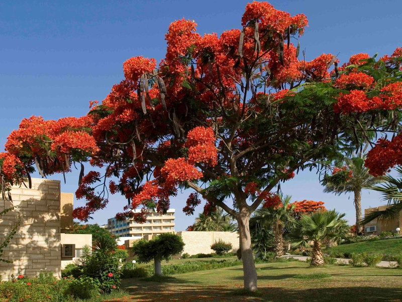 Mercure Ismailia Forsan Island, Ismailia, Egypt