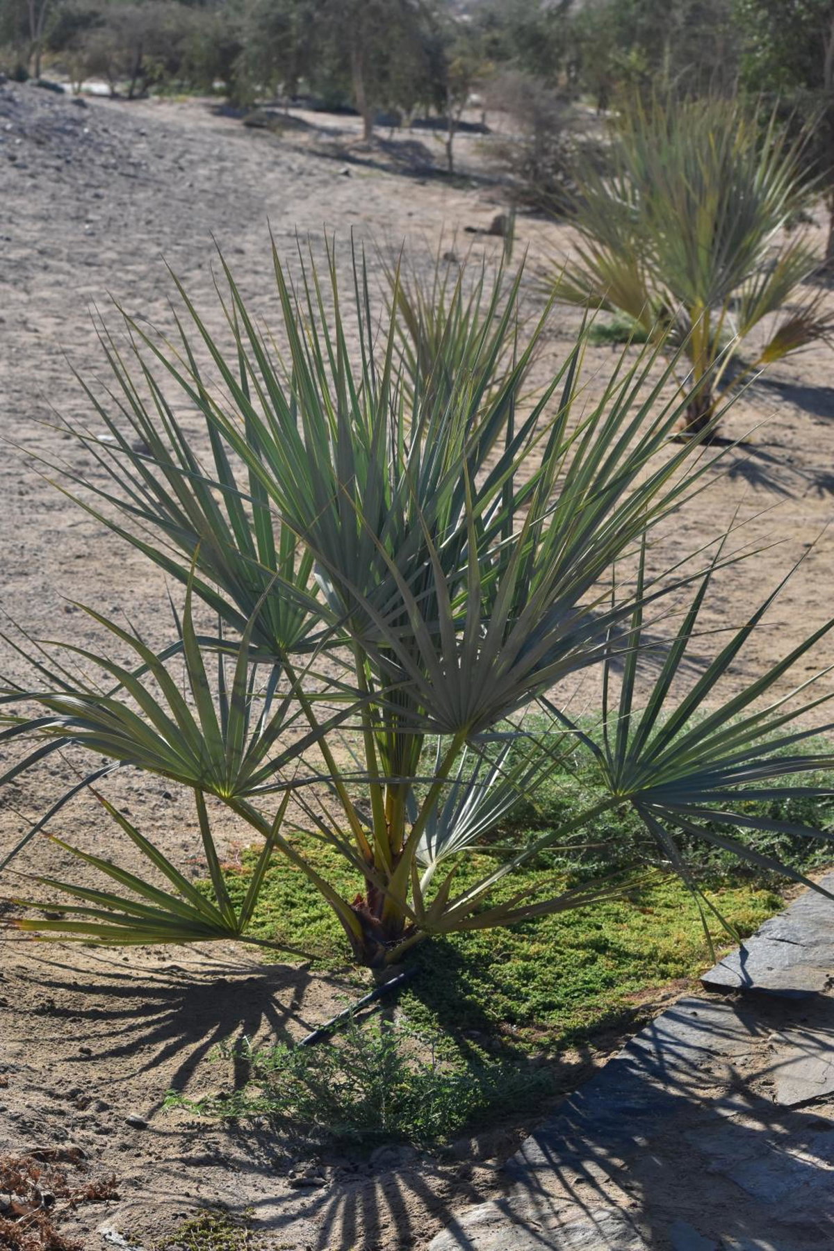 Wadi Sabarah Lodge, Egypt