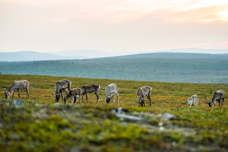 Kakslauttanen Arctic Resort - Igloos and Chalets, Saariselka, Finnland