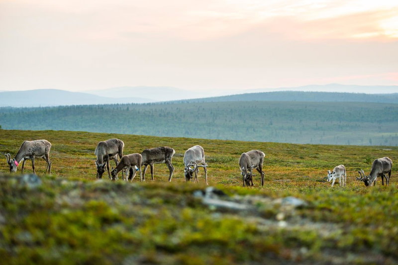 Kakslauttanen Arctic Resort - Igloos and Chalets, Saariselka, Finnland