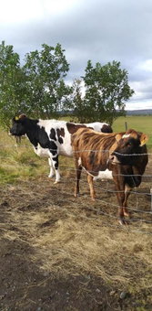 Rauðuskriður farm, Hólmabæir, Исландия