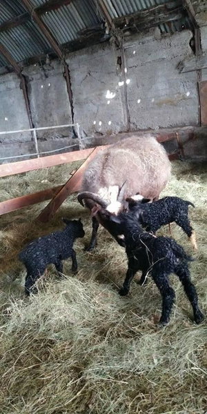 Rauðuskriður farm, Hólmabæir, Исландия