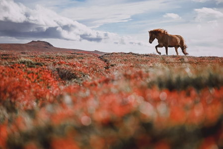 Hótel Hvítserkur, Hvammstangi, Iceland
