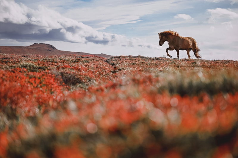 Hótel Hvítserkur, Hvammstangi, Iceland