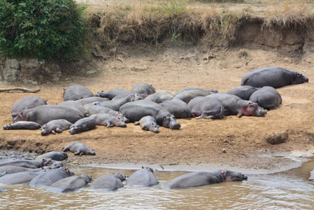 Neptune Mara Rianta Luxury Camp - All Inclusive., Masai Mara, Кения