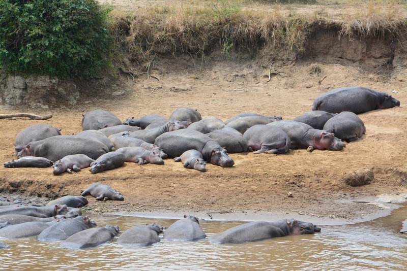 Neptune Mara Rianta Luxury Camp - All Inclusive., Masai Mara, Кения