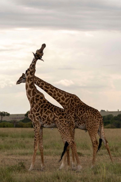Olare Mara Kempinski, Masai Mara, Кения
