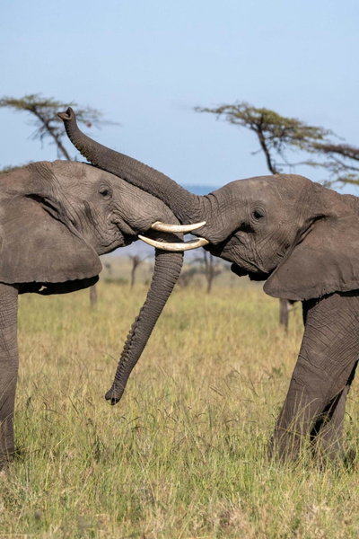 Olare Mara Kempinski, Masai Mara, Кения