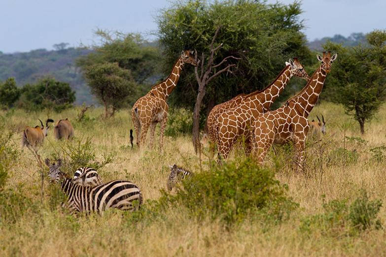 Tradewinds Lodge, Diani Beach, Kenia
