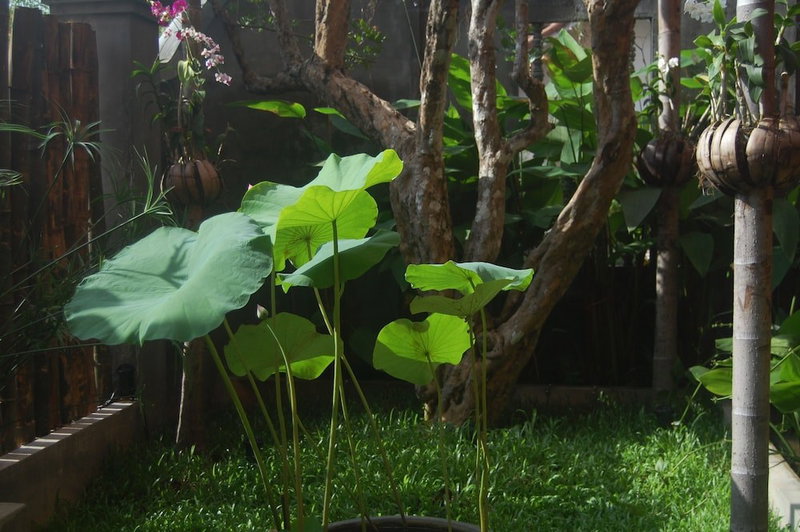Golden Butterfly Villa, Siem Reap, Камбоджа