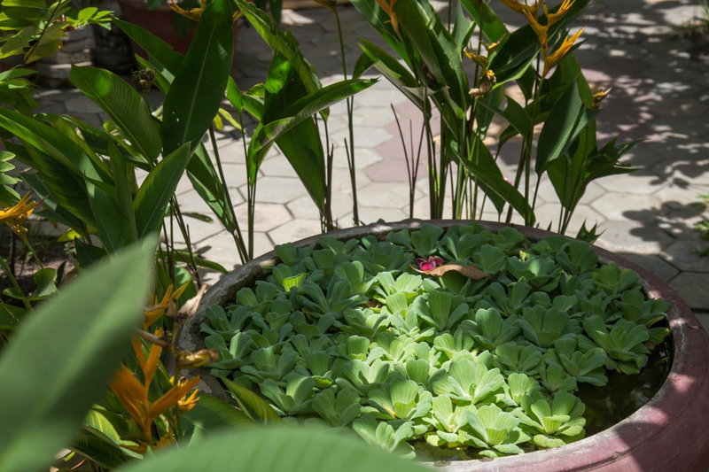 Side Walk Hotel, Siem Reap, Cambodge