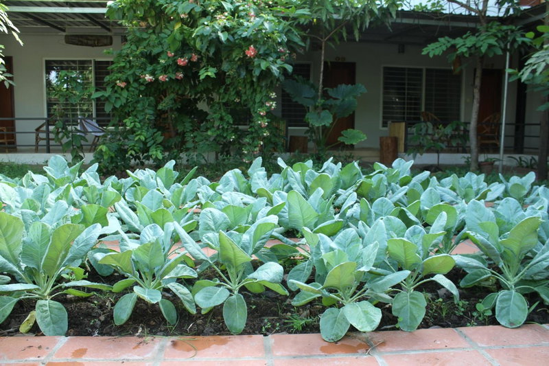 My Parents Guesthouse, Kampot, Camboya