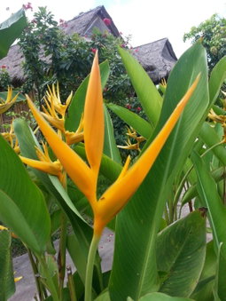 Bird of Paradise Bungalows, Kep, Cambodge