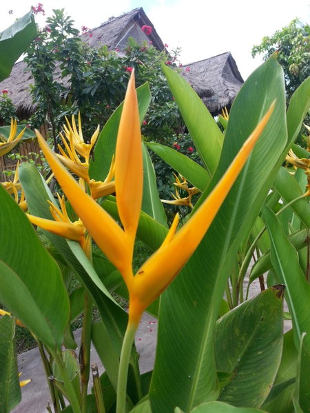 Bird of Paradise Bungalows, Kep, Cambodge