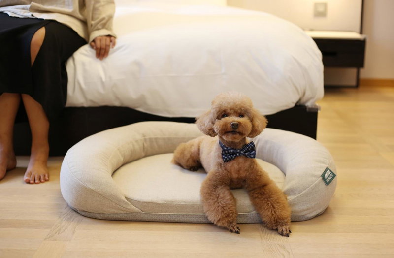 Maison Glad Jeju, Jeju City, 대한민국