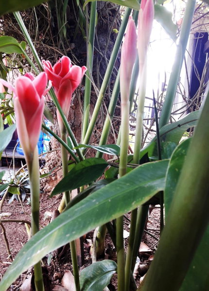 Phonepraseuth Guesthouse, Luang Prabang, Laos