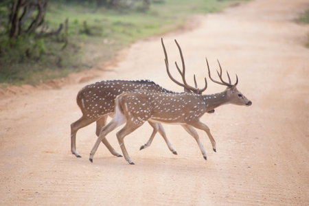 Jetwing Yala, Kataragama, Sri Lanka