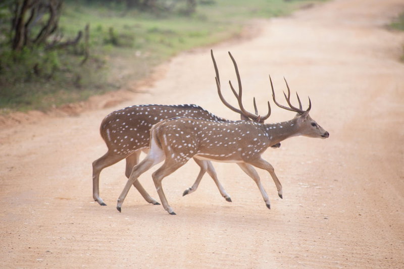 Jetwing Yala, Kataragama, Sri Lanka