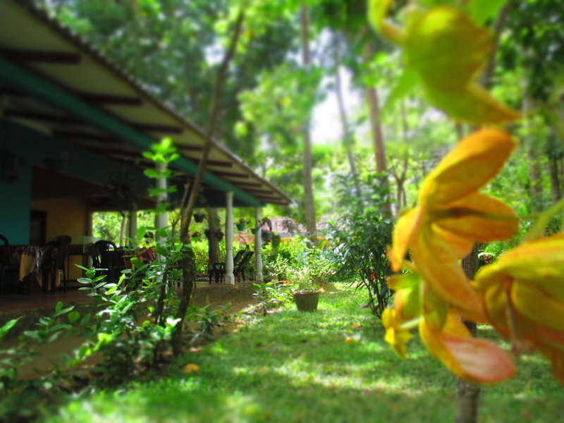 Palitha Homestay, Dambulla, Sri Lanka