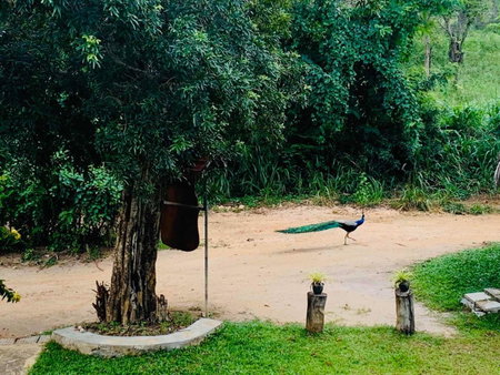 Sigiriya Rock Hide, Dambulla, Sri Lanka