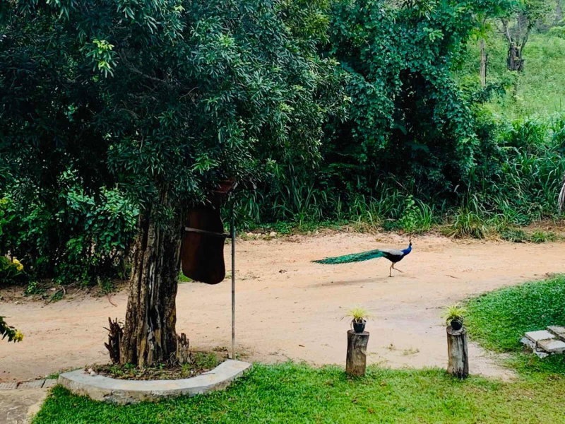 Sigiriya Rock Hide, Dambulla, Sri Lanka