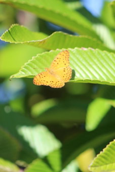 Gite des Acacias, Union Vale, Mauritius