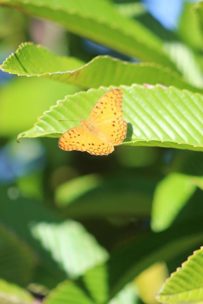 Gite des Acacias, Union Vale, Mauritius