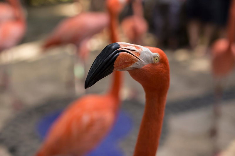 Hotel Xcaret Mexico All Parks All Fun Inclusive, Playa del Carmen, Mexique