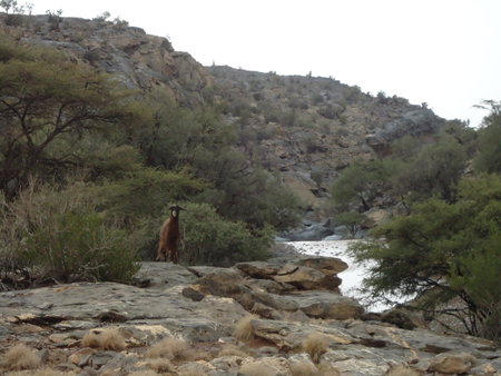 Sama Jabal Shams Resort, Dār Sawdāʼ, Oman