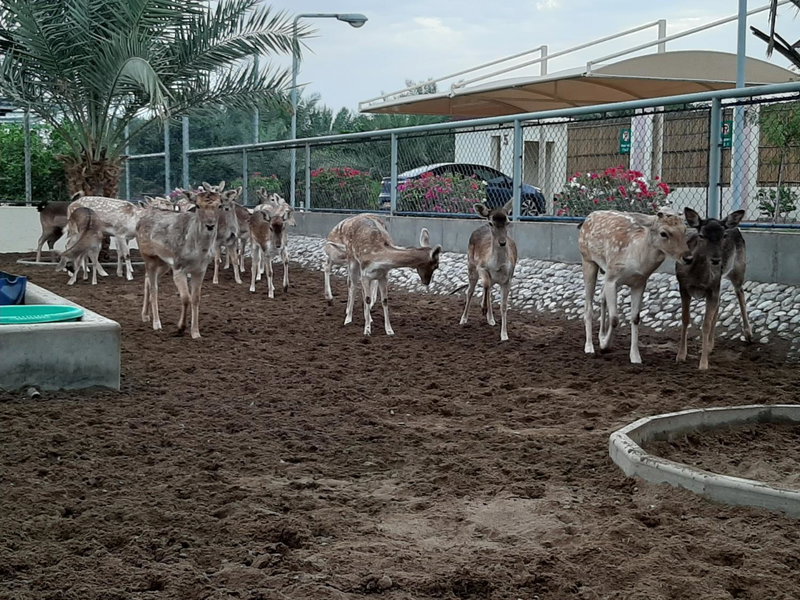 Asahalah Farm Pool Villas, Seeb, Oman