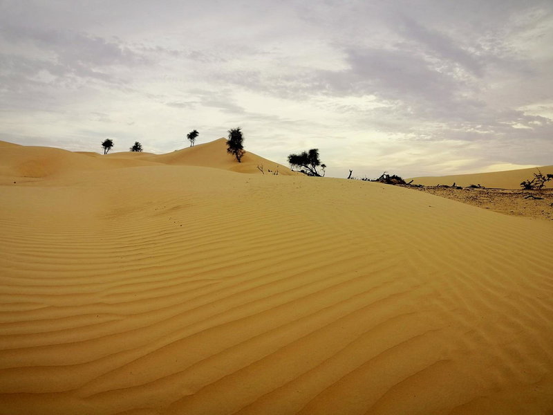 Queen Desert camp, Fulayj al Mashāʼikh, Оман