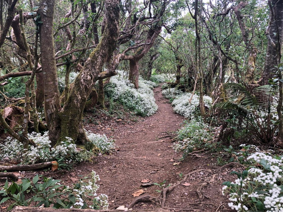 Au coeur du sud, Saint-Joseph, Réunion