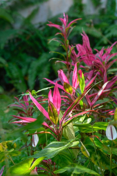 Le Medinilla, Bras-Panon, Reunión