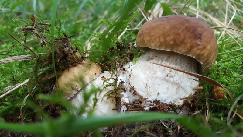 Penzion Sileo, Liptovsky Mikulas, Eslovaquia