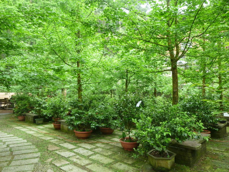 Ginkgo Hotel, Lugu, 台湾