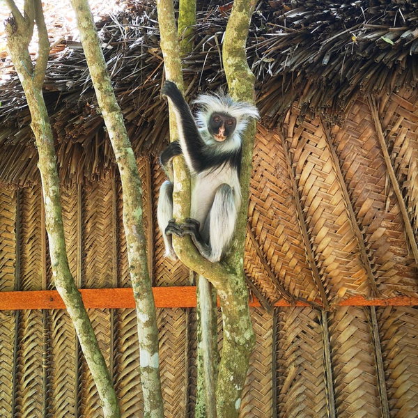 The Island - Pongwe Lodge, Pongwe, Tansania