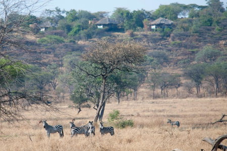 Mbalageti Serengeti, Serengeti National Park, Танзания
