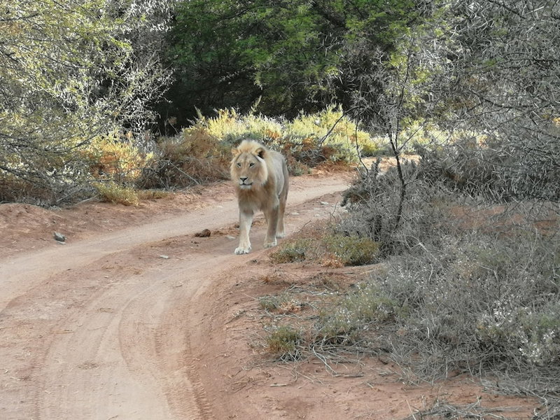 Sanbona Wildlife Reserve, Barrydale, Южная Африка