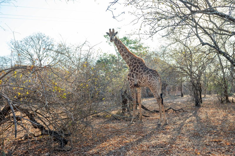 Foxy Crocodile Bush Lodge & Kruger Safaris, Komatipoort, South Africa